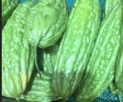 02珍珠瓜（苦瓜）